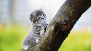 Small kitten on branch sad - a small kitten free wallpaper
