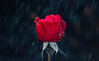 Red rose water droplets rain 2 - a single red rose free wallpaper