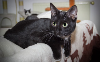 Black cat green eyes room - green eye free wallpaper