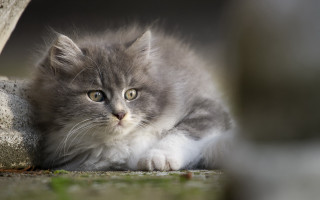 Gray white kitten rock wall - kitten free wallpaper