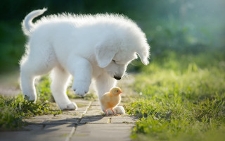 White dog yellow duck outdoor - a small white dog free wallpaper