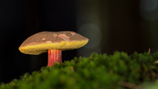 Mushroom yellow cap mossy surface - a mossy surface free wallpaper