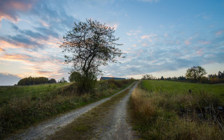 Dirt road tree sunset field 2 - a dirt road in a field free wallpaper