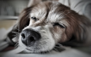 Dog sleeping bed pillow photorealism - dof free wallpaper