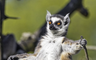 Small animal stick yellow eyes - a stick free wallpaper for desktop