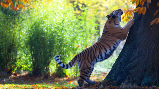 Tiger reaching up tree woodland - a tiger free wallpaper