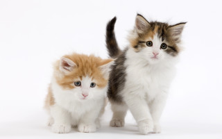Kittens brown white blue eyes - adorable free wallpaper