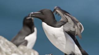 Birds rock beach ocean blurry - upper body free wallpaper for desktop