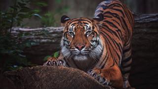 Sumatran tiger woodland wildlife serious - a tiger free wallpaper