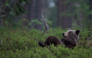 Bear cub woods ecological wildlife - the wood together free wallpaper