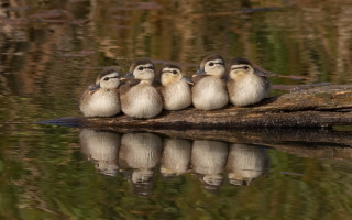Birds on log reflection forest - donald roller wilson free wallpaper