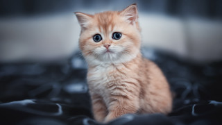 Orange kitten blue eyes blurry - top of a bed free wallpaper