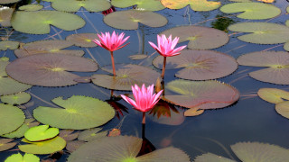 Pink water lilies pond leaves 2 - blanche hoschedé monet free wallpaper
