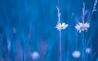 White flower blue sky water 2 - the sunlight free wallpaper