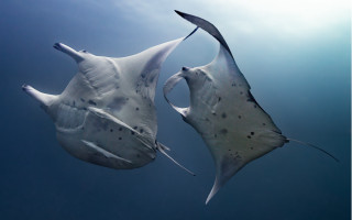Two stingrays swimming curled tails - their eye free wallpaper for desktop