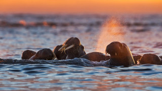 Elephants splash water sunset dawn - their head free wallpaper for desktop