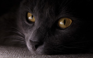 Black cat yellow eyes couch 3 - a black cat free wallpaper