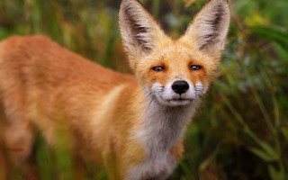 Fox grass field blurry background - a blurry background of grass and bushes free wallpaper for desktop