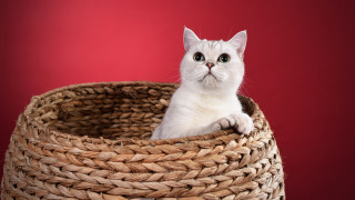 White cat woven basket red - a red wall behind free wallpaper