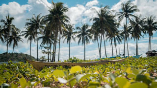 Boat field trees sky clouds - palm tree free wallpaper