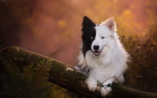 Dog branch woods neoromantic photorealistic - symmetrical eye free wallpaper