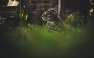 Cat grass tiltshift nature bench - andor basch free wallpaper