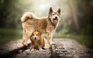 Shiba inu dogs road trees - two dog free wallpaper