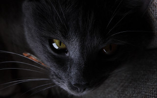 Black cat yellow eyes serious 9 - a black cat free wallpaper