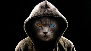 Black cat blue eyes hooded - jacket free wallpaper