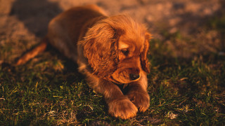 Small brown dog laying green - a small brown dog free wallpaper
