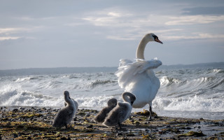 Swan babies beach water waves - a swan free wallpaper