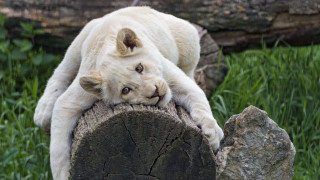 White tiger tree stump grass - a white tiger free wallpaper