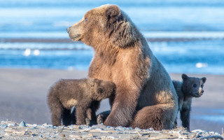 Mother bear cubs beach ocean - alson s. clark free wallpaper