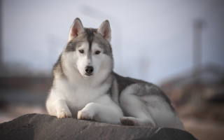 Husky rock camera blurry background - husky free wallpaper