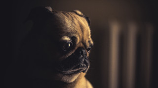Small dog sad look dark - somber free wallpaper