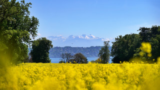 Yellow flowers mountain blue sky - didier mouron free wallpaper