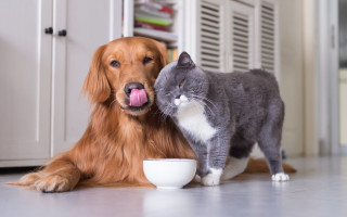Dog cat kitchen food bowl - a dog and a cat free wallpaper