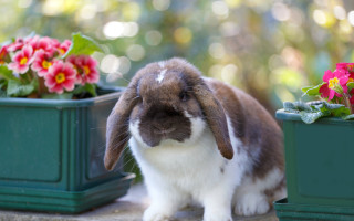 Rabbit potted flowers bokeh beatrix - back end free wallpaper for desktop