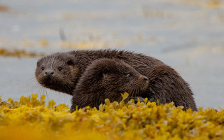 Wet otters in grass looking - wet free wallpaper