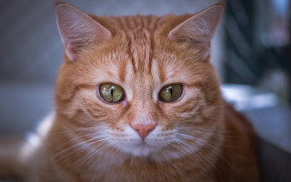 Cat green eyes portrait shallow - green eye free wallpaper