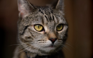 Black cat yellow eyes shallow 2 - yellow eye free wallpaper for desktop