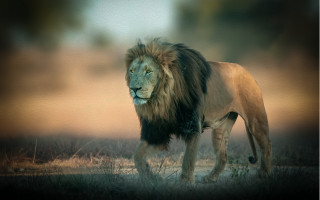 Lion field wildlife blurry naturalism - a lion free wallpaper for desktop