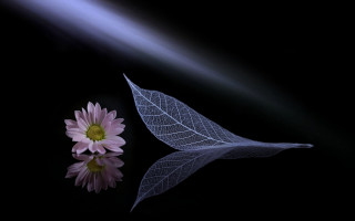 Single flower leaf black surface - arthur pan free wallpaper for desktop