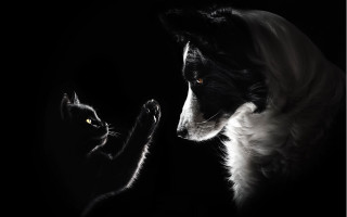 Cat dog monochrome dark touching - the others hand free wallpaper