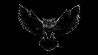 Black owl orange eyes flying - its wing free wallpaper
