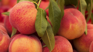 Peaches leaves tree closeup shiny - a close up of a bunch free wallpaper for desktop