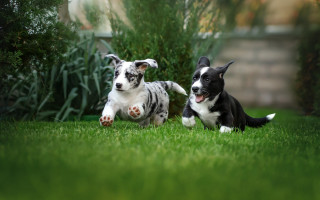 Dogs playing grass yard bush - two dog free wallpaper