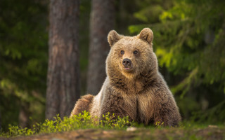 Brown bear surprised in grass - a brown bear free wallpaper