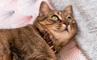 Cat lying blanket collar eyes - a collar free wallpaper