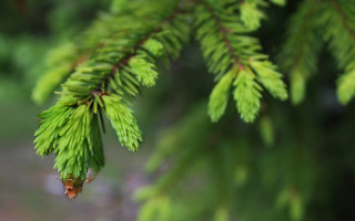 Pine branch bokeh nature shallow - a close up of a pine tree branch free wallpaper